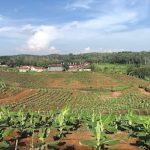 10-01-2026 Pisang Cavendish-01